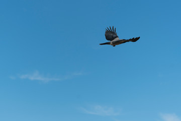 Obraz premium Crow flying against the blue sky