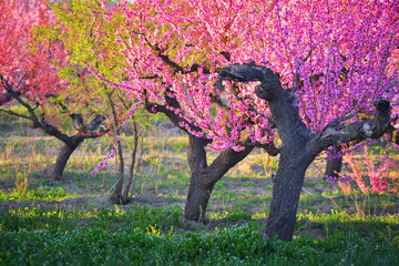 Flowering peach trees in spring in the garden. Crimea, Russia