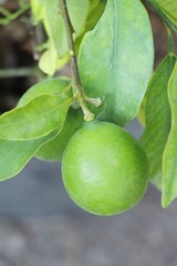 Lemon fruit on the tree with nature