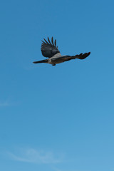 Crow flying against the blue sky. close up. vertical photo