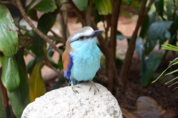 blue bird alone