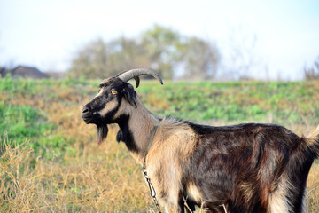 A goat grazes in a meadow and eats green grass.