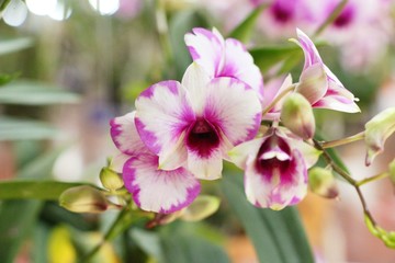Orchid flower at beautiful in the nature