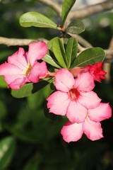 Obraz premium Azalea flowers is beautiful in the garden