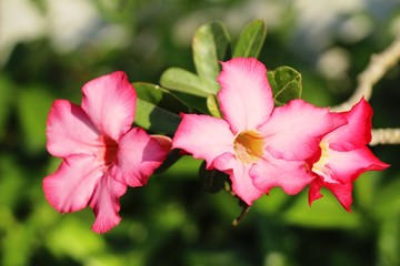 Azalea flowers is beautiful in the garden