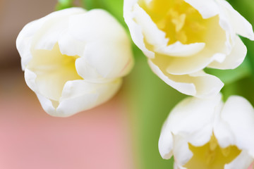 White tulips on a pink background