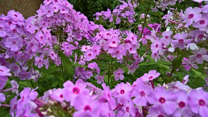 Pink Phlox Against the Brick