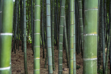 Bamboo forest grove in Kyoto