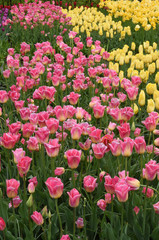 Colorful tulips in spring