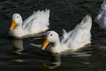 Heavy white duck (American Pekin ducks also know as Aylesbury or Long Island ducks)