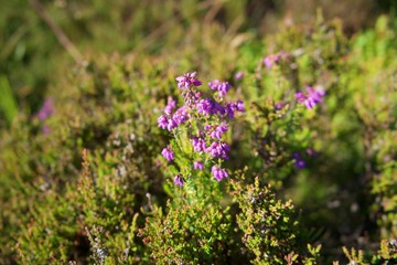 purple flowers on green background