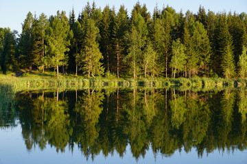 lake in the forest