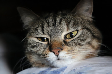 gattino nel cassetto delle lenzuola 