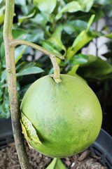 pomelo fruit on tree with the nature