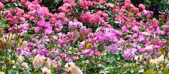 flowers in the garden