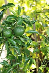Lemon fruit on the tree with nature
