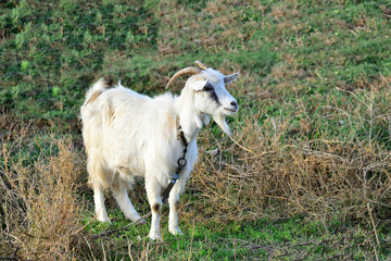 A goat grazes in a meadow and eats green grass.