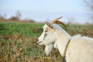 A goat grazes in a meadow and eats green grass.