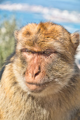 Close-up of the face of a barbary macaque from Gribraltar