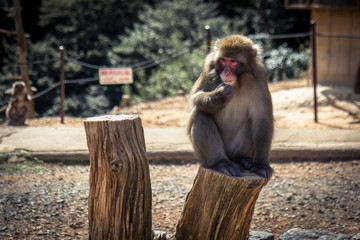 Kyoto Monkey Park