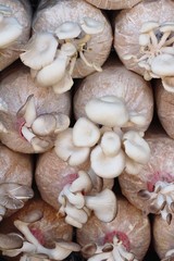 Mushroom cultivation farm organic with the nature