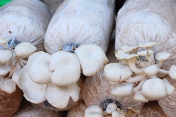 Mushroom cultivation farm organic with the nature
