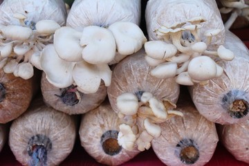 Mushroom cultivation farm organic with the nature