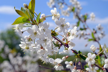 blooming cherry tree in spring