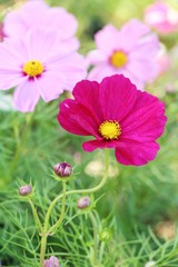 Beautiful cosmos colorful flowers in the garden