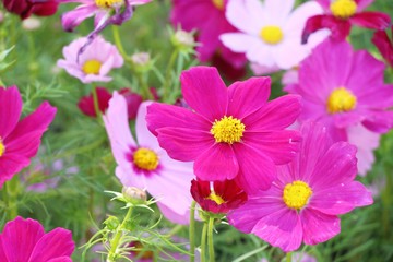 Fototapeta na wymiar Beautiful cosmos colorful flowers in the garden