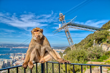 Monkey of Gibraltar with the cable car in the background - obrazy, fototapety, plakaty