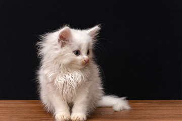 Fototapeta na wymiar Little white fluffy cat on a black background.