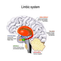 limbic system. Cross section of the human brain - obrazy, fototapety, plakaty