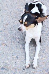 chihuahua puppy is staring on the floor