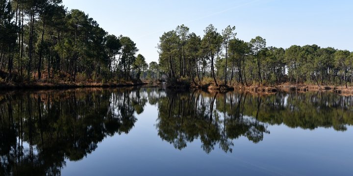 reflet d'une foret de pins