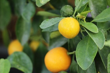 orange fruit on tree with the natrue