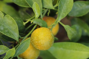 orange fruit on tree with the natrue