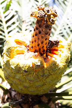 Palmfrucht
