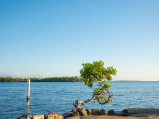 Punta Salinas is a large beach located on the west side of Puerto Rico. This large crescent cove beach usually has calm water.