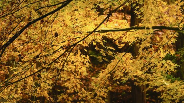 Japanese maple turning yellow in Autumn  time lapse. Camera pan up.