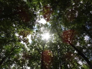 Fototapeta premium Green Trees in a Forest View from Below