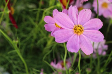 Fototapeta premium Piękne kosmos kolorowe kwiaty w ogrodzie