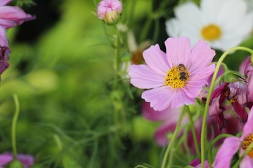 Beautiful cosmos colorful flowers in the garden