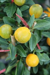 orange fruit on tree with the natrue