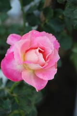 Beautiful roses is blooming in the garden