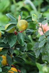orange fruit on tree with the natrue