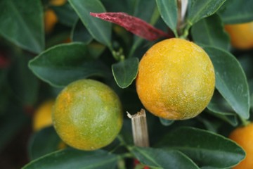 orange fruit on tree with the natrue
