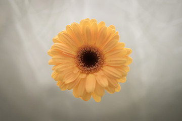 Gerbera