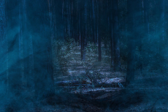 dark and mysterious night forest with tall pines and covered with mystical blue mist