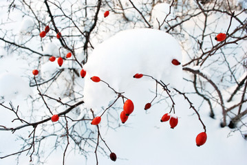 Bush with ripe wild rose berries covered with snow on the background of white snow